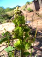 Xanthium strumarium fl5-t.JPG